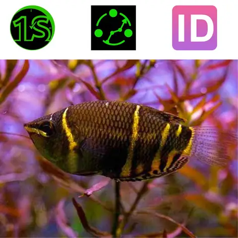 Cá Sặc Socola Cá Sặc Socola