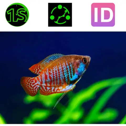 Cá Sặc Gấm Cá Sặc Gấm