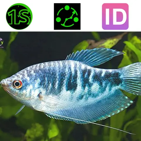 Cá Sặc Cẩm Thạch Cá Sặc Cẩm Thạch