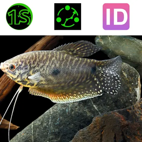 Cá Sặc Bướm Cá Sặc Bướm