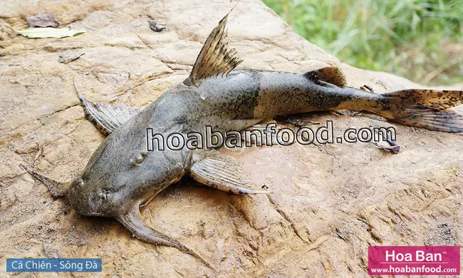 Đi Săn Cá Chiên – Thủy Quái Sông Đà - Hoa Ban Food™