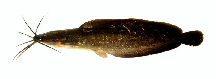 Cá Trê Vàng - Clarias Macrocephalus