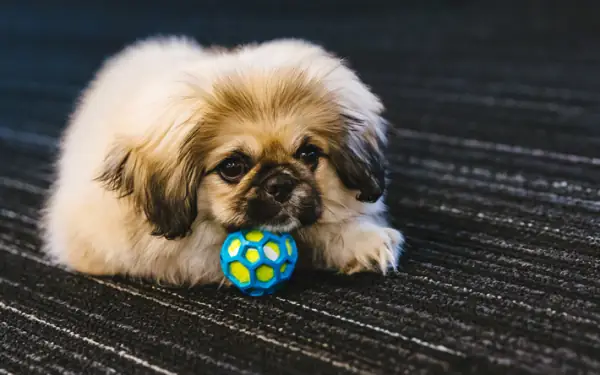 Chó Bắc Kinh (pekingese)