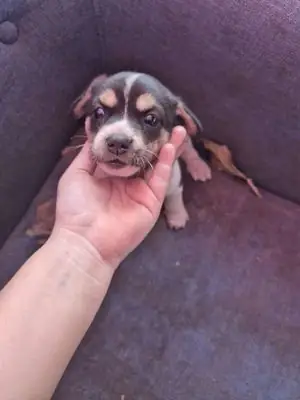 Chó Cỏ Lai Nhật Lùn Cái