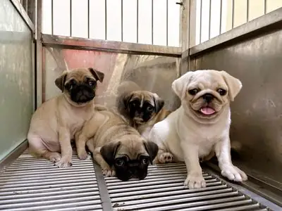 Pug Cái 2th Mập Ú