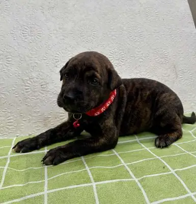 Phú Quốc F1 Canh Nhà ,bắt Chuột Siêu Giỏi