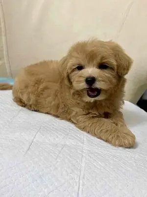 Chó Poodle Tiny Cái