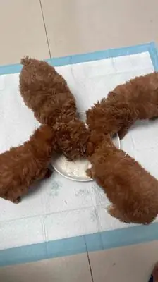 Chó Poodle Nâu 2 Tháng