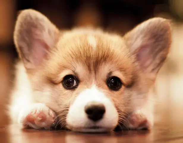 Những Chú Chó Cảnh Giá Rẻ Dưới 2 Triệu Cực Đáng Yêu