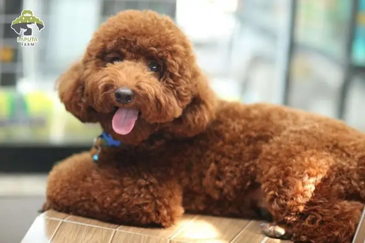 14. Chó Poodle 14. Chó Poodle