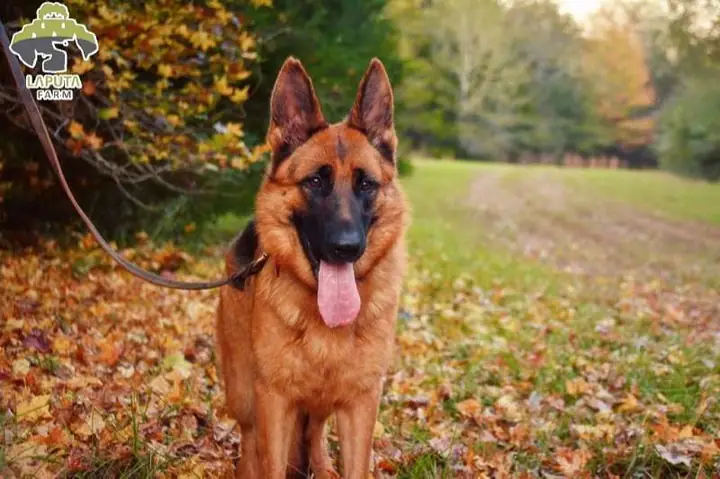 12. Becgie 12. Becgie