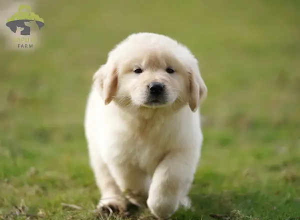 10. Chó Golden Retriever 10. Chó Golden Retriever