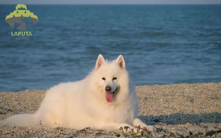 Chó Samoyed Chó Samoyed