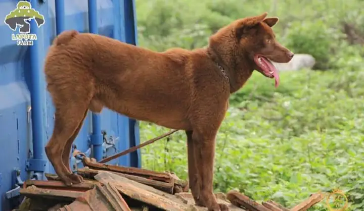 13. Chó Mông Cộc 13. Chó Mông Cộc