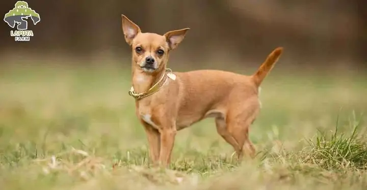 Chó Cảnh Giá Rẻ – Chó Chihuahua Chó Cảnh Giá Rẻ – Chó Chihuahua