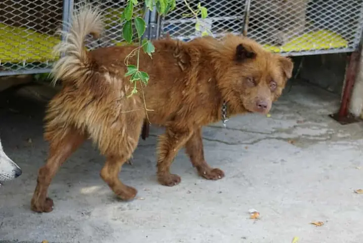 "tứ Đại Quốc Khuyển" Của Việt Nam Gồm Những Giống Chó Quý Hiếm Nào? - Ảnh 4.