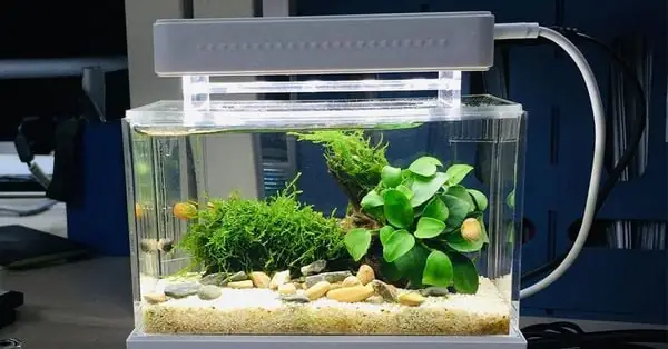 Vai Trò Quan Trọng Của Máy Lọc Nước Bể Cá