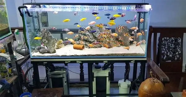 Mua Máy Lọc Nước Bể Cá Ở Đâu Tốt Nhất?