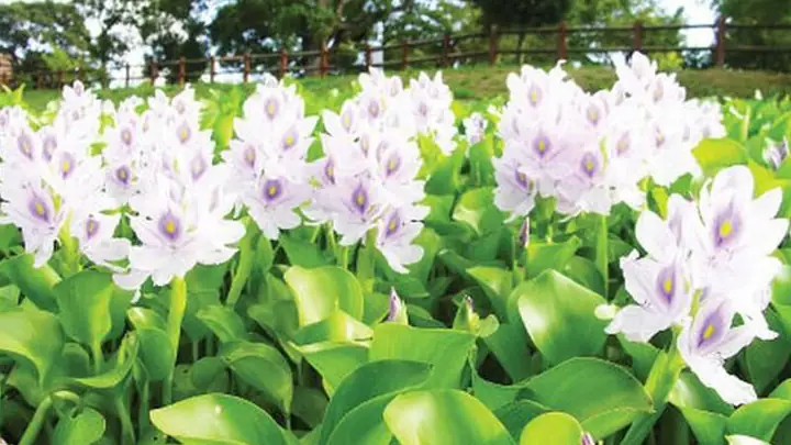 1thức Ăn Thực Vật