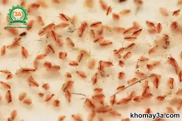 Các Phương Pháp Bảo Quản Bobo Phổ Biến Và Hiệu Quả Các Phương Pháp Bảo Quản Bobo Phổ Biến Và Hiệu Quả