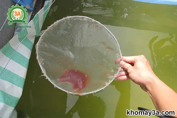 Những Lưu Ý Quan Trọng Khi Bảo Quản Bobo Những Lưu Ý Quan Trọng Khi Bảo Quản Bobo