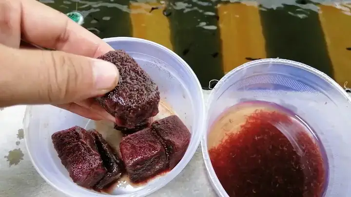 Cách Bảo Quản Trùn Chỉ Cho Cá: Hướng Dẫn Chi Tiết Từ Chuyên Gia Thủy Sinh Cách Bảo Quản Trùn Chỉ Cho Cá: Hướng Dẫn Chi Tiết Từ Chuyên Gia Thủy Sinh