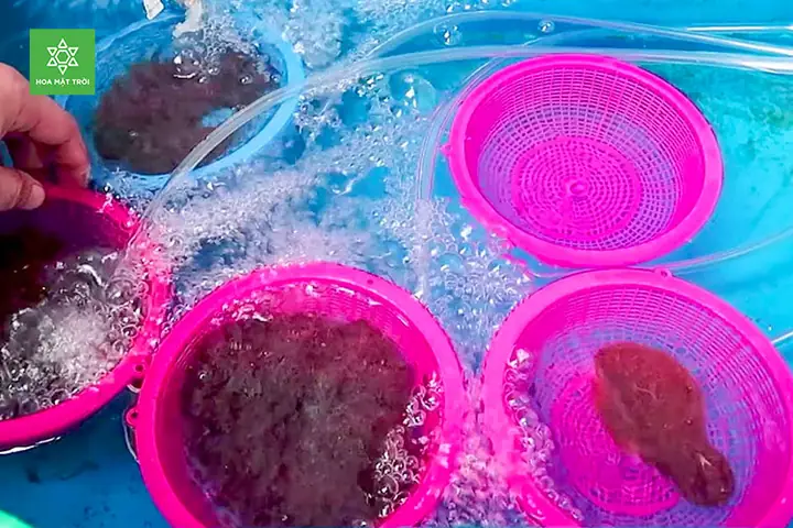 Bảo Quản Trùn Chỉ Với Máy Oxy Hoặc Lọc Nước Bảo Quản Trùn Chỉ Với Máy Oxy Hoặc Lọc Nước