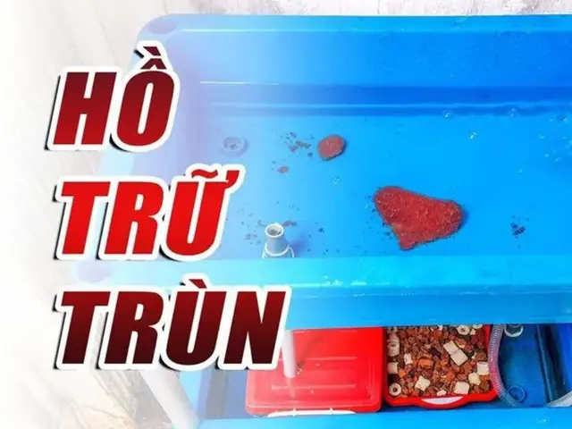 Bảo Quản Trùn Chỉ Với Máy Lọc Nước Chứa Oxy Bảo Quản Trùn Chỉ Với Máy Lọc Nước Chứa Oxy