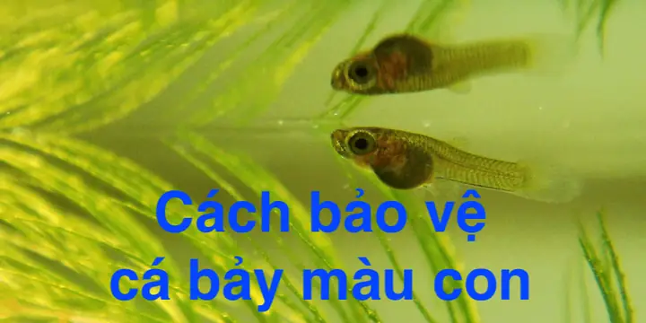 Hướng Dẫn Chi Tiết Cách Chăm Sóc Và Bảo Vệ Cá Bảy Màu Con Khỏe Mạnh Hướng Dẫn Chi Tiết Cách Chăm Sóc Và Bảo Vệ Cá Bảy Màu Con Khỏe Mạnh