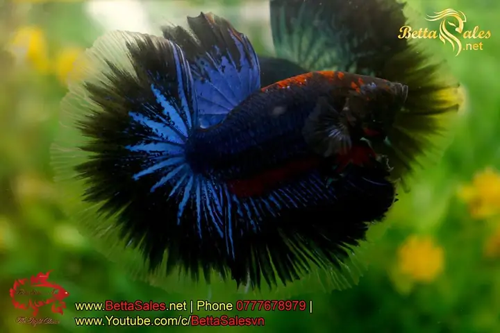 Cá Lia Thia Sống Ở Đâu? Đi Bắt Lia Thia Đồng, Cá Xiêm Đồng - Betta Sales