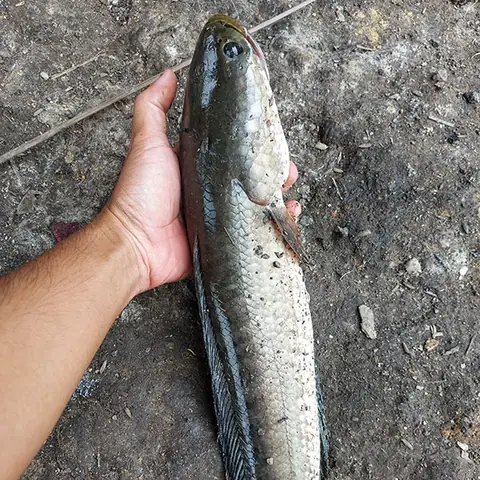 Cách Bắt Cá Lóc Bằng Tay: Kỹ Thuật Truyền Thống Và Những Lưu Ý An Toàn