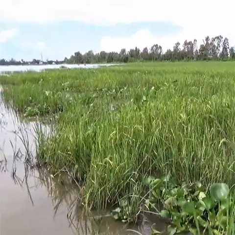 Cách Bắt Cá Rô Đồng: Kỹ Thuật Từ A-z Cho Người Mới Bắt Đầu