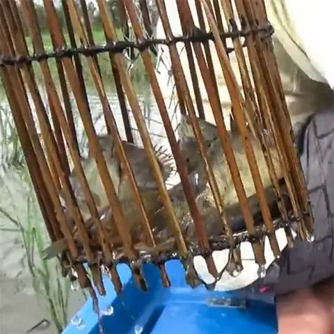 Cách Bắt Cá Rô Đồng: Kỹ Thuật Từ A-z Cho Người Mới Bắt Đầu