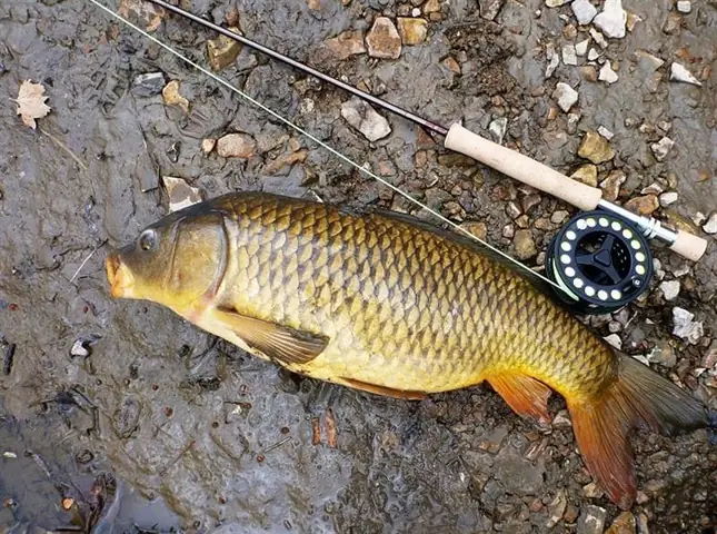 Cách Bẫy Cá Chép Hiệu Quả: Từ A-z Bí Mật Thành Công Cho Người Mới Cách Bẫy Cá Chép Hiệu Quả: Từ A-z Bí Mật Thành Công Cho Người Mới