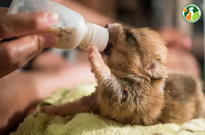 Pha Sữa Cho Chó Con