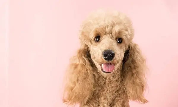 Thế Nào Là Lông Máu Của Chó Poodle?