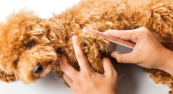 Poodle Cạo Lông Máu Bao Lâu Thì Mọc Lại?