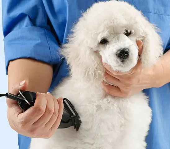 Bất Lợi Khi Cạo Lông Cho Poodle