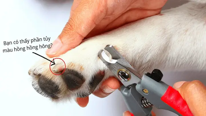 3lưu Ý Khi Cắt Móng Cho Chó