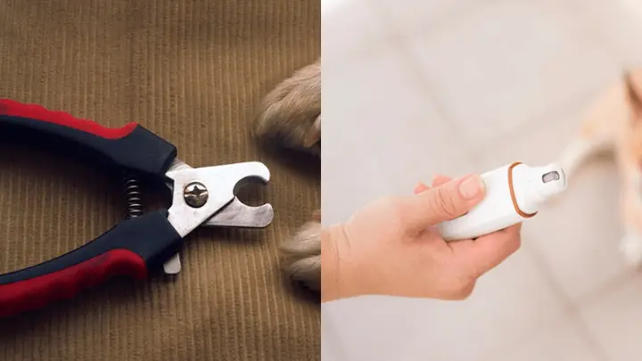 3lưu Ý Khi Cắt Móng Cho Chó