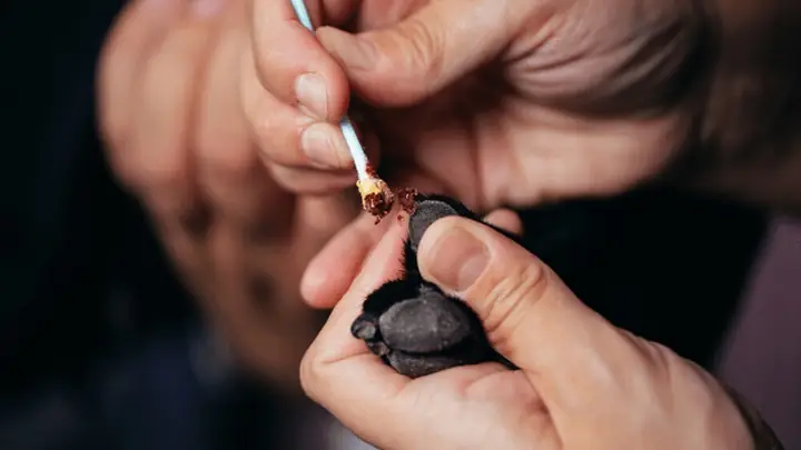 3lưu Ý Khi Cắt Móng Cho Chó