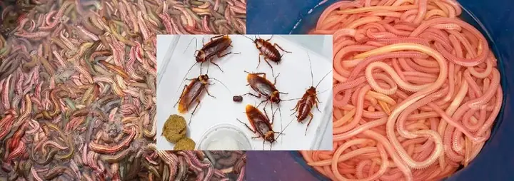 Đến Loại Mồi Bạn Chưa Hề Nghĩ Tới