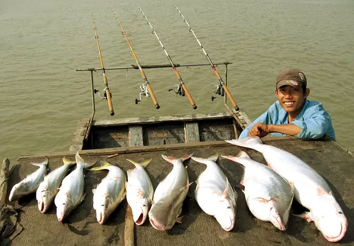 Mồi Câu Cá Bông Lau