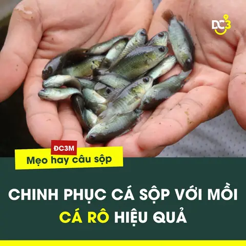 Làm Mồi Câu Cá Sộp Bằng Cá Rô Hiệu Quả