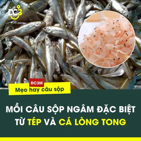 Mồi Câu Cá Sộp Ngâm Đặc Biệt Từ Tép Và Cá Lòng Tong