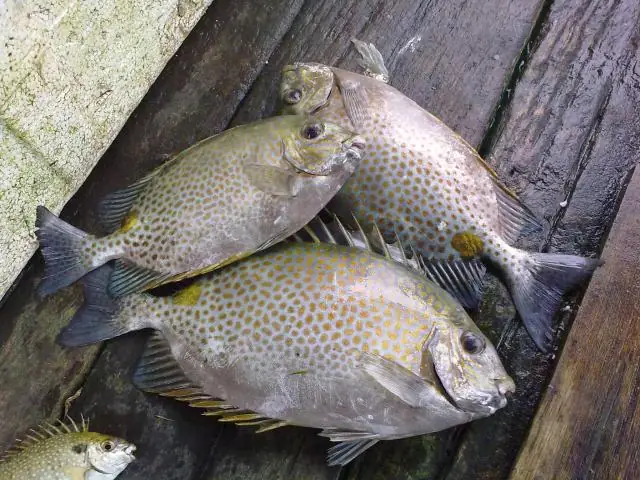 Cách Câu Cá Dìa Hiệu Quả: Kỹ Thuật, Kinh Nghiệm Và Mẹo Vặt Từ Chuyên Gia