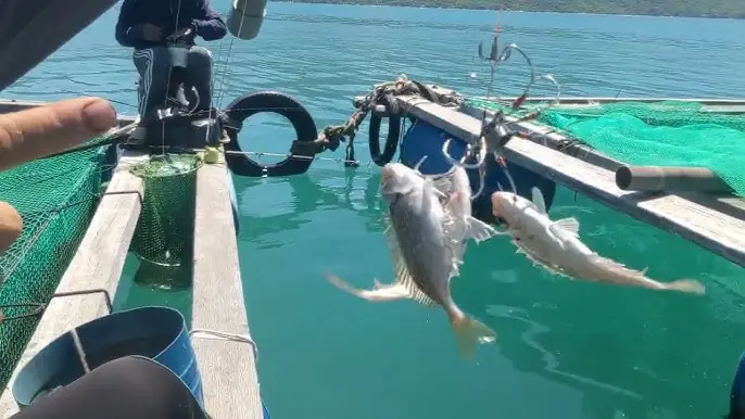 Cách Câu Cá Dò: Kỹ Thuật, Mẹo Hay Và Kinh Nghiệm Từ Dân Chuyên