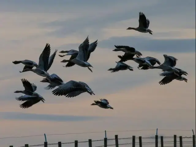 Cách Câu Cá Đục