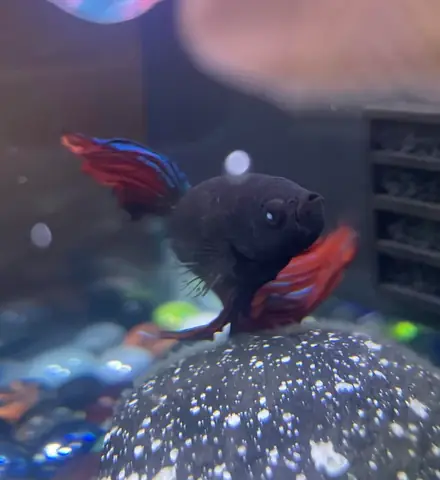 Hướng Dẫn Chi Tiết Cách Câu Cá Đục: Kỹ Thuật, Mồi Câu & Kinh Nghiệm Từ Chuyên Gia