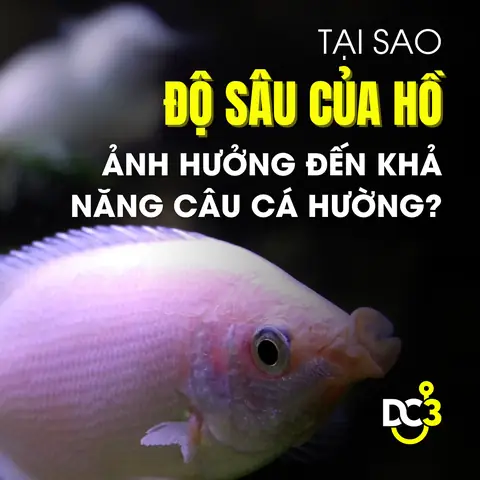 Lựa Chọn Thời Gian Và Địa Điểm Câu Cá Hường Phù Hợp